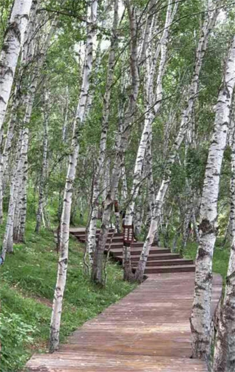 塞罕壩明珠七星湖 詩情畫意似仙境(圖12)