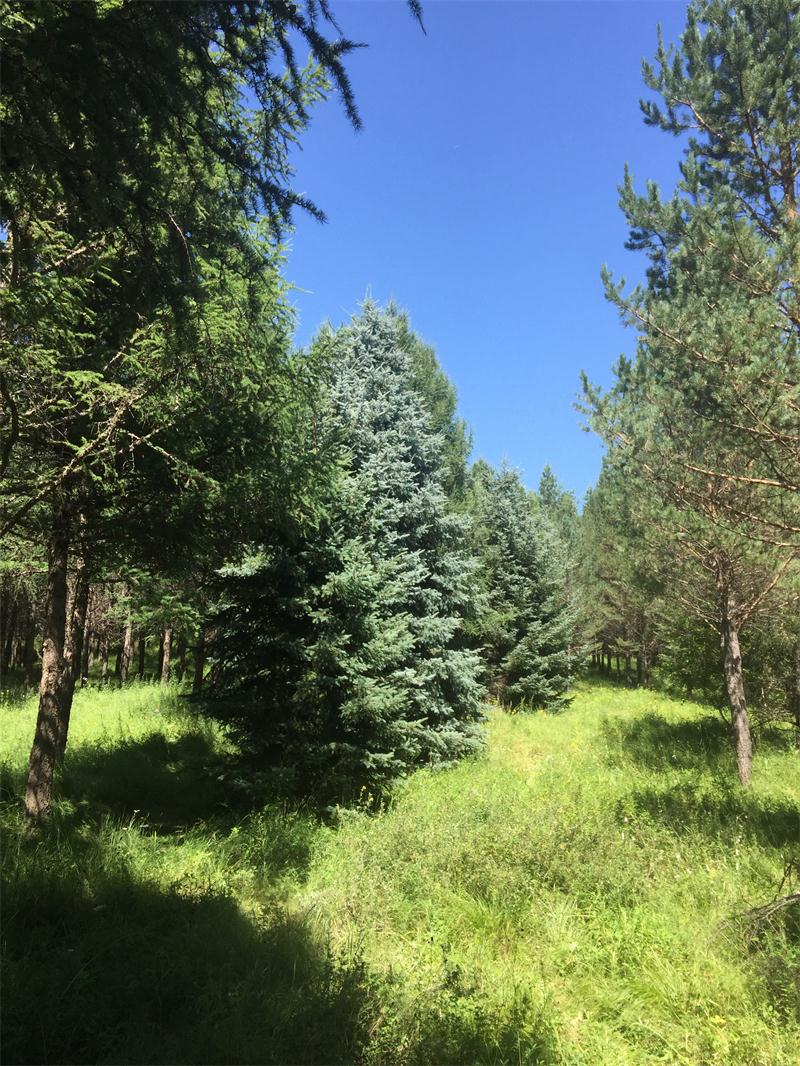 塞罕壩明珠七星湖 詩情畫意似仙境(圖11)