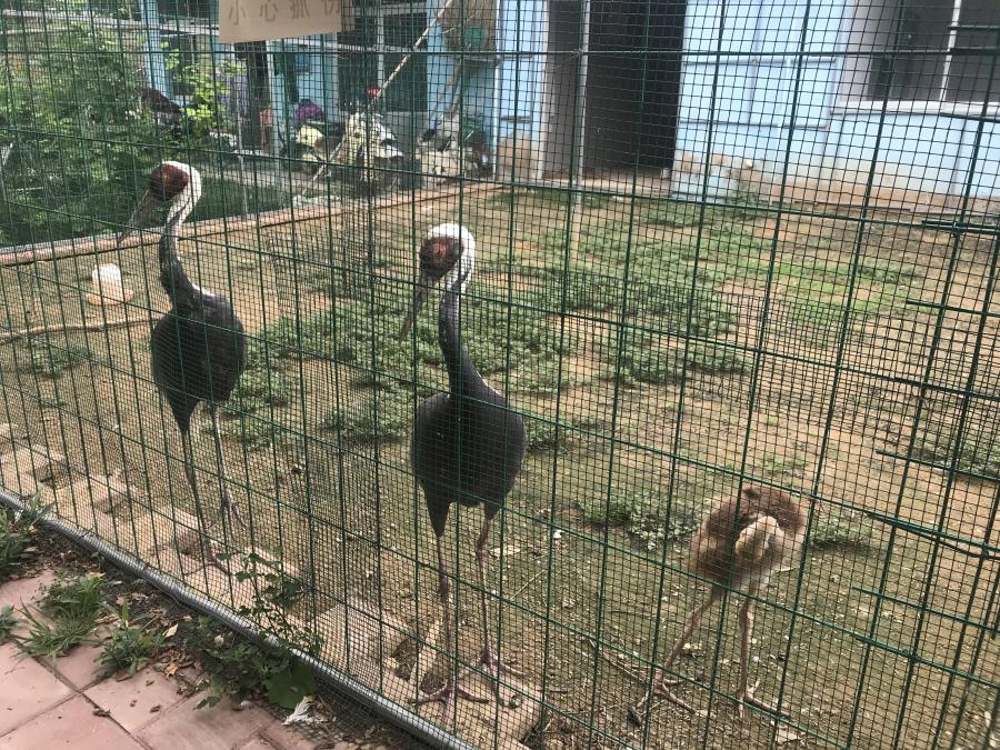 天鵝湖風(fēng)景區(qū)（泰山）速覽！(圖6)