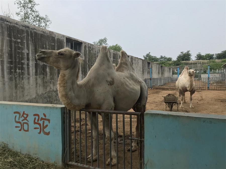 天鵝湖風(fēng)景區(qū)（泰山）速覽！(圖8)