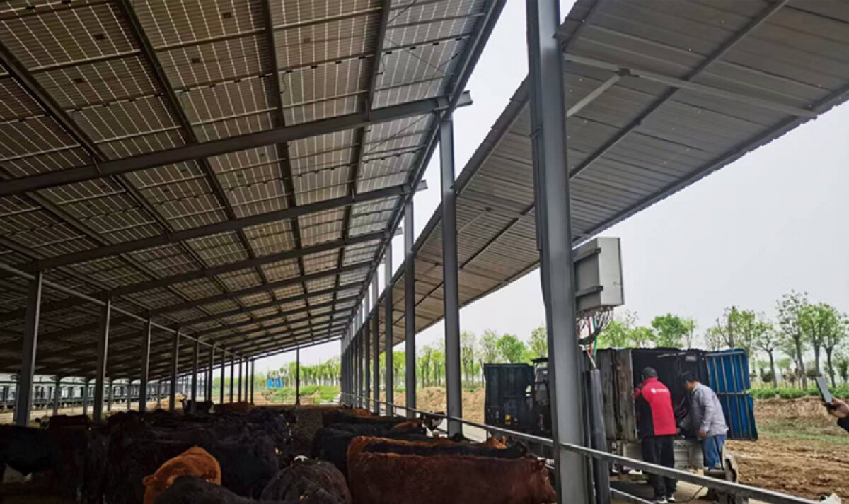 信橋鋼構(gòu)：打卡蒙陰農(nóng)業(yè)溫室大棚、青州黑牛養(yǎng)殖基地！(圖4)