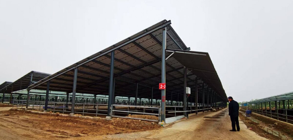 信橋鋼構(gòu)：打卡蒙陰農(nóng)業(yè)溫室大棚、青州黑牛養(yǎng)殖基地！(圖5)